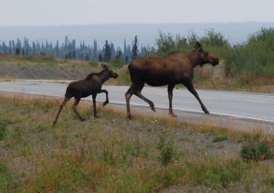 Mama and baby moose. Bonus!