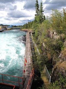 Fish Ladder on the Yukon River