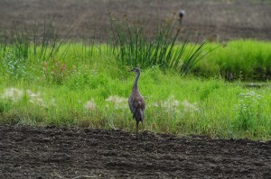Migrating Sandcranes