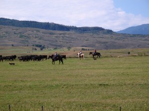 Herding Steers