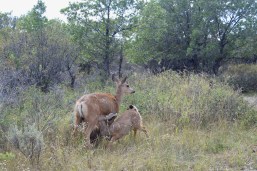 Mama Deer with Fawns