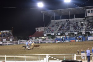 Calf Roping at the Cody Rodeo