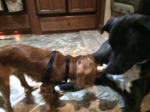 Charlie and Gus, sharing a deer antler